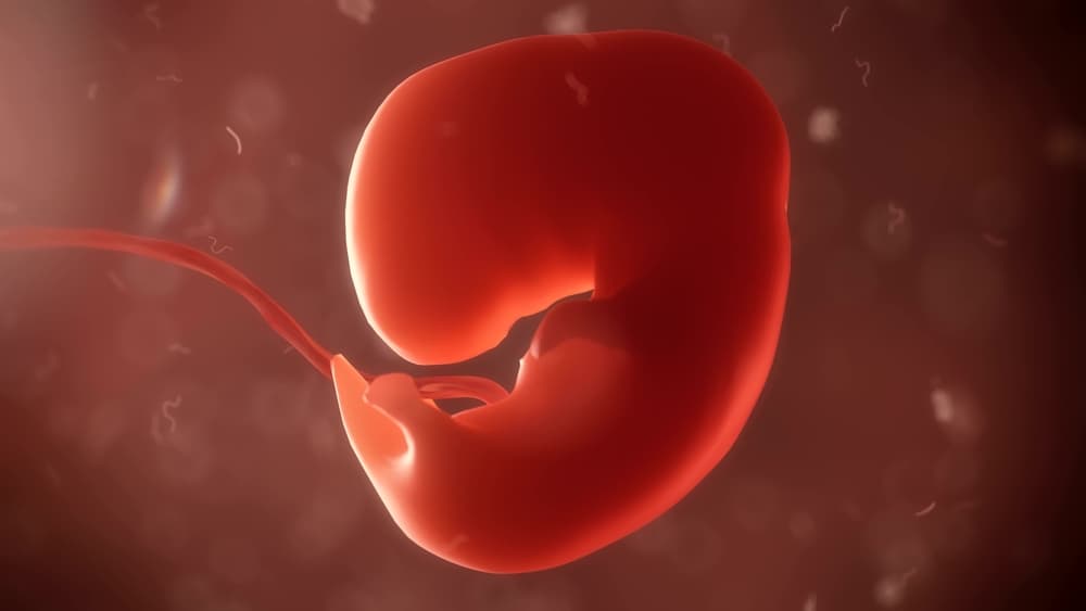 Εγκυμοσύνη από τη 2η ως την 6η εβδομάδα: ανάπτυξη εμβρύου
