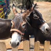 Donkey Trekking στο Ελληνικό Κέντρο για το Γαϊδούρι 