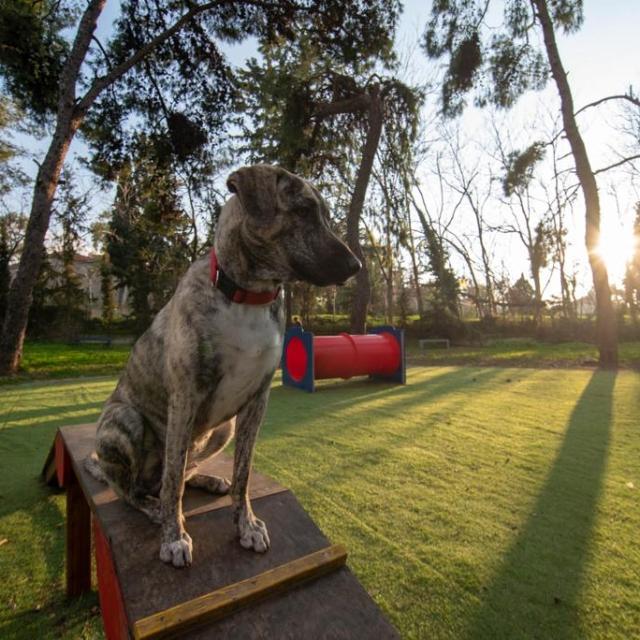Δύο νέα σύγχρονα dog parks δημιουργήθηκαν στο Δήμο Αθηναίων