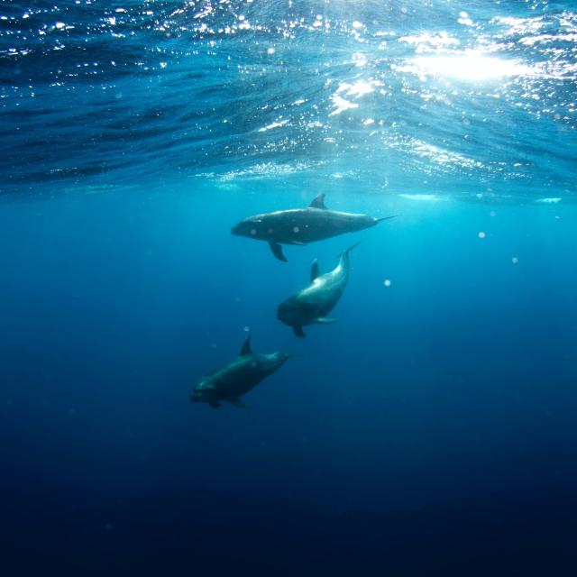 Μαθαίνουμε για τα θηλαστικά που ζουν στις ελληνικές θάλασσες, μέσα από το νέο ντοκιμαντέρ του WWF