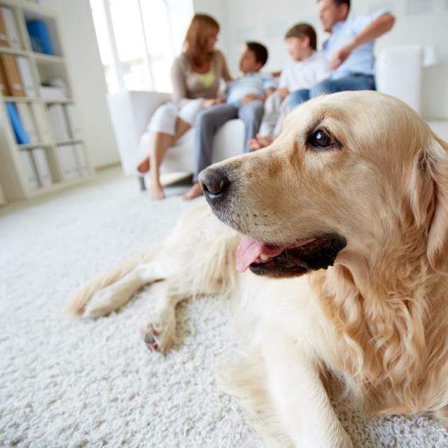 Οι 10 καλύτερες ράτσες σκύλων για οικογένεια και παιδιά_small