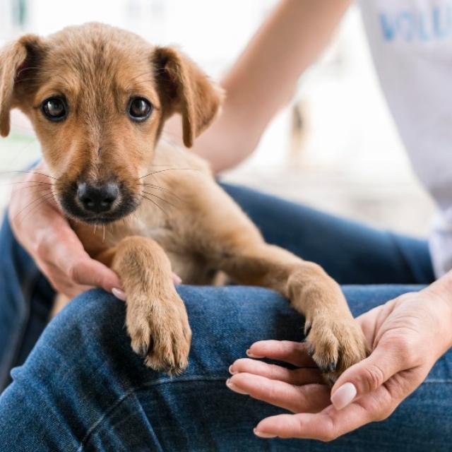 Υιοθεσία σκύλου: Καταφύγια και σωματεία για να βρείτε τον παντοτινό σας φίλο
