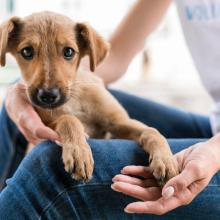 Υιοθεσία σκύλου: Καταφύγια και σωματεία για να βρείτε τον παντοτινό σας φίλο